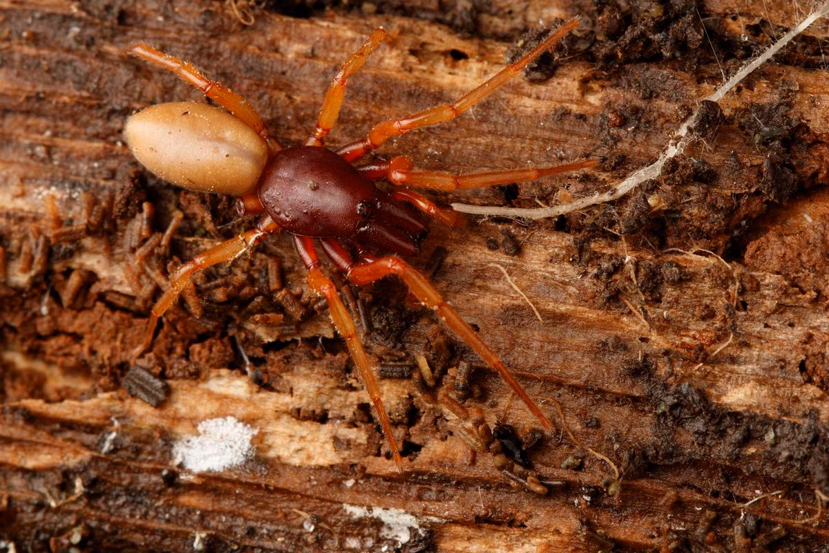 Nhện ăn mọt ẩm (Dysdera crocata) dài 1-1,2 cm, phân bố ở các khu vực ẩm ướt có nhiều mọt ẩm ở châu Âu. Chúng có răng nanh lớn để bắt và phá lớp vỏ ngoài cứng của mọt ẩm.