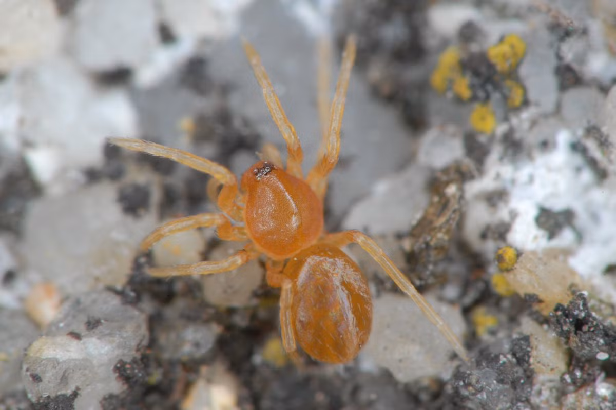 Nhện hồng sáu mắt (Oonops domesticus) dài 2mm, phân bố ở các khu vực khí hậu ấm của lục địa Á-Âu. Tại các vùng khí hậu lạnh, loài nhện có 6 con mắt này chỉ xuất hiện trong các ngôi nhà.