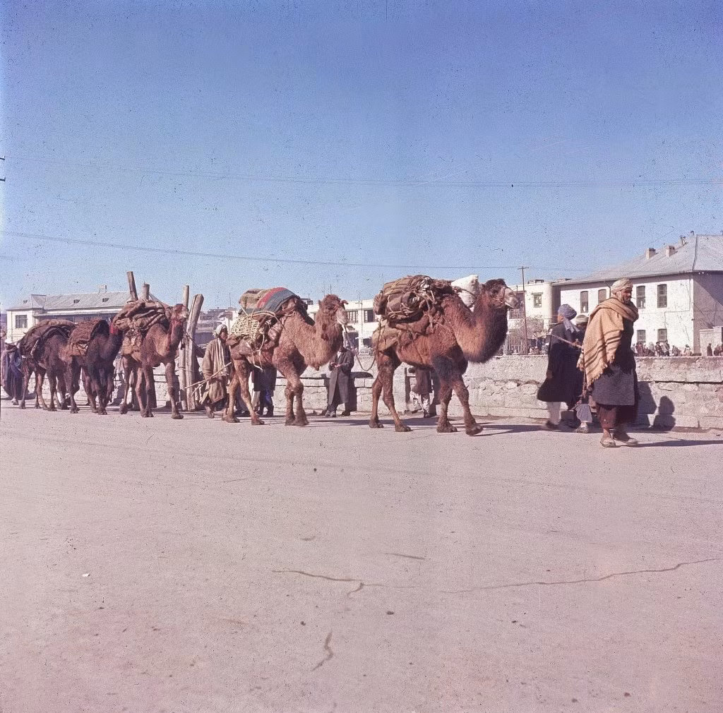 Đoàn lữ hành bằng lạc đà rảo bước trên đường phố Kabul.