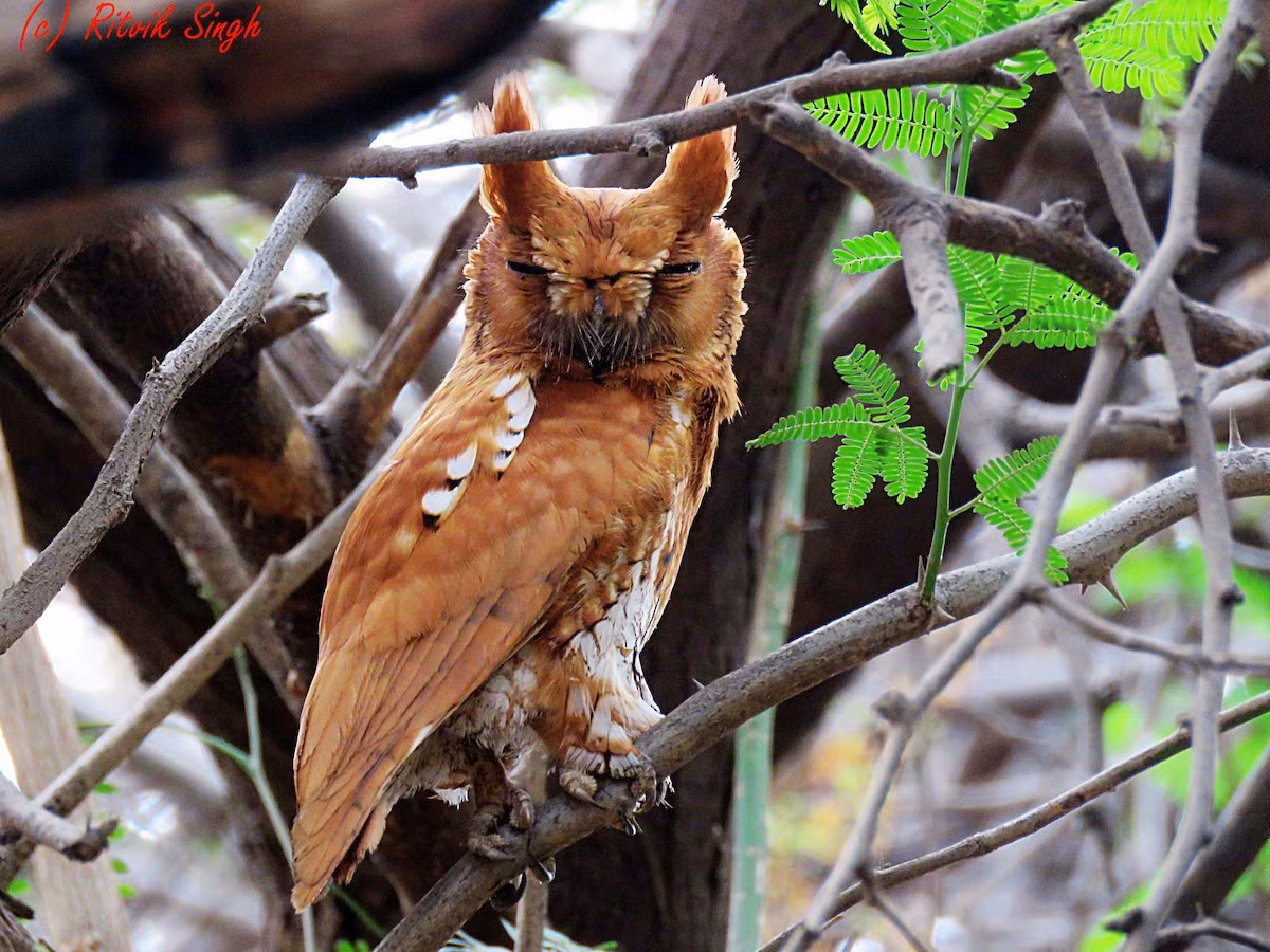 Cú mèo nhỏ (Otus sunia) dài 19-20 cm, là loài định cư không phổ biến tại Bắc, Trung Trung Bộ, di cư không phổ biến qua Đông Bắc, từng ghi nhận tại Tây Bắc, Nam Trung Bộ (VQG Bái Tử Long, Xuân Thủy). Chúng sống ở rừng lá rộng thường xanh, rừng hỗn giao rụng lá, rừng đã bị tác động, rừng trồng, rừng ngập mặn, rừng trên đảo trong mùa di cư.