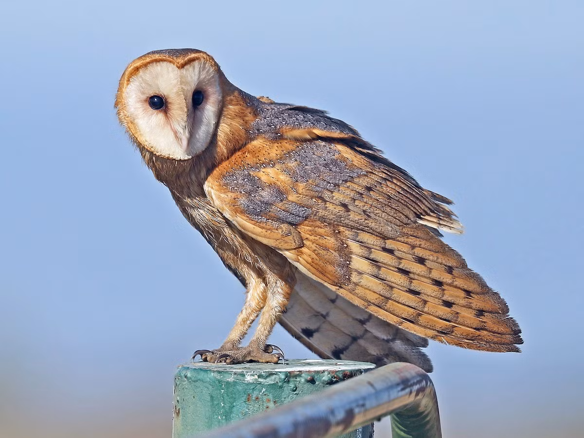 Cú lợn lưng xám (Tyto alba) dài 34-36 cm, là loài định cư tương đối phổ biến tại Đông Bắc, Trung, Nam Trung Bộ và Nam Bộ. Sinh cảnh của loài cú mèo này là đô thị, đất nông nghiệp, rừng trồng, quanh các đầm lầy.