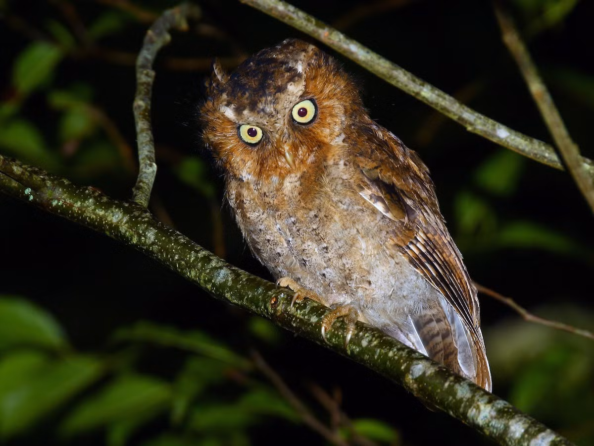 Cú mèo Latusơ (Otus spilocephalus) dài 20-21 cm, là loài định cư tương đối phổ biến trong cả nước (có thể quan sát tại VQG Tam Đảo, Ba Vì, Cúc Phương, Bạch Mã, Chư Yang Sin). Chúng sống ở rừng lá rộng thường xanh, phổ biến ở vùng núi.