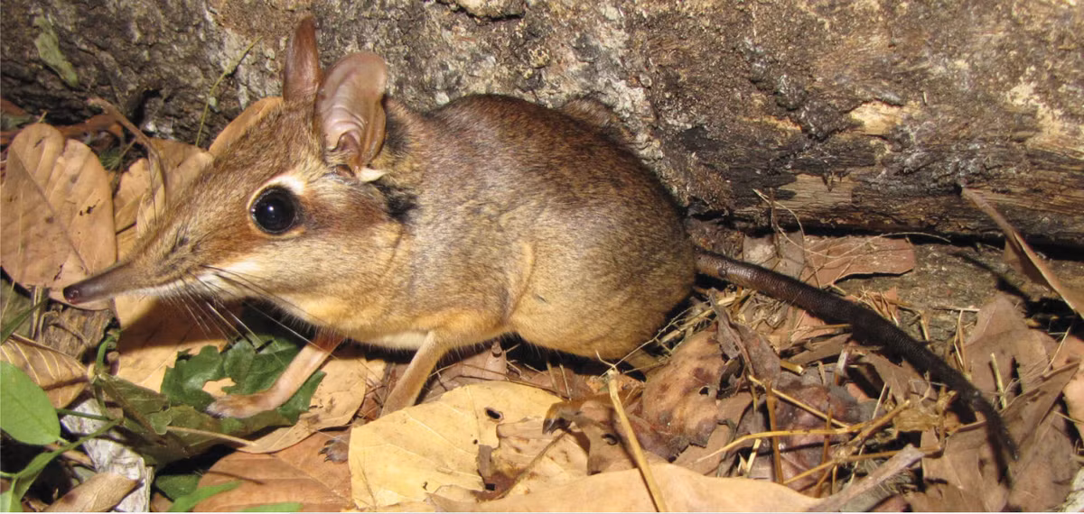 Chuột vòi bốn ngón (Petrodromus tetradactylus) dài 16-20 cm, phân bố từ Trung đến Nam Phi. Ưa thích các sinh cảnh ẩm ướt, chúng là loài chuột vòi phổ biến nhất châu Phi.
