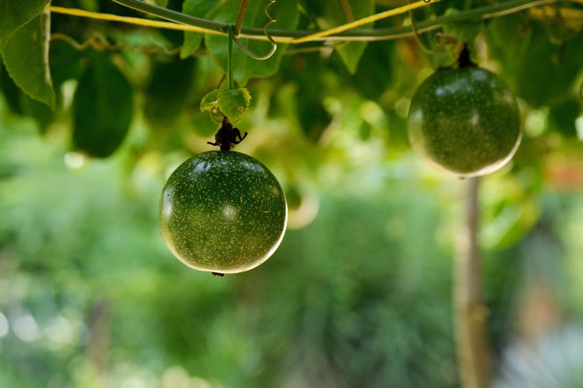 Chanh dây hay lạc tiên (Passiflora caerulea) là một loài cây leo có nguồn gốc Nam Mỹ. Thịt quả chanh dây có màu vàng bắt mắt, chứa nhiều vitamin C, thường được dùng như nguyên liệu để chế nước giải khát.