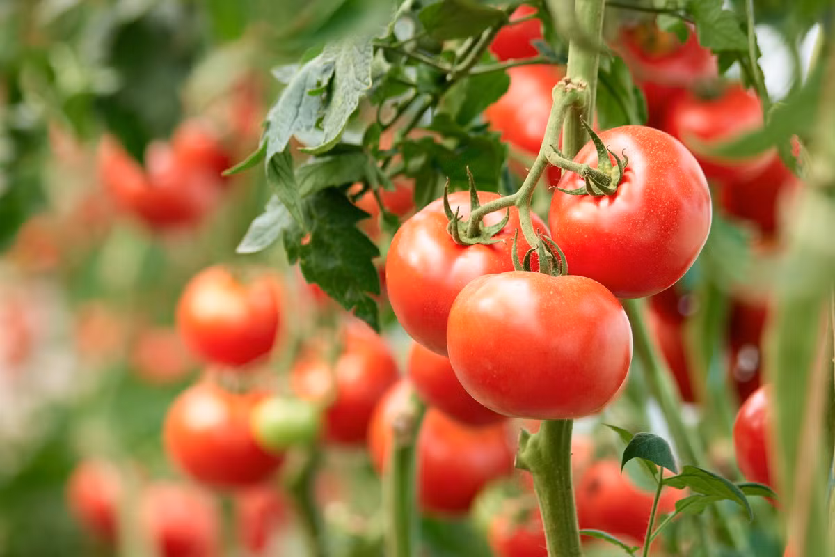 Cà chua (Solanum lypopersicum) được cho là có nguồn gốc từ một loài cây dại có quả nhỏ màu vàng ở Peru và Ecuador. Ngày nay có nhiều giống cà chua khác nhau được trồng để lẩy quả mọng, hương vị đậm đà và giàu dinh dưỡng.