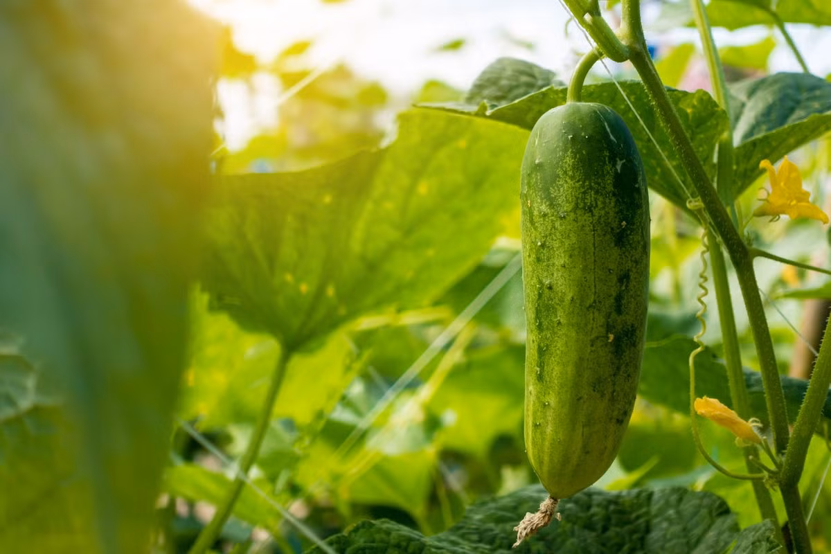 Dưa chuột (Cucumis sativus) là loài cây bản địa ở vùng nhiệt đới châu Á. Chúng được con người trồng từ cách đây 3.000 năm, ngày nay có vô số giống khác nhau. Quả dưa chuột có hương vị thanh mát, có thể ăn tươi hoặc sử dụng như rau.