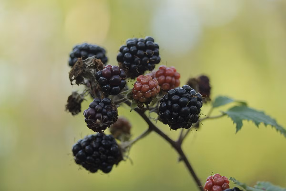 Mâm xôi (Rubus fruticosus) là loài cây bò lan thường gặp trên các bờ giậu ở châu Âu, cho quả mọng ăn được vào mùa thu. Chúng có nhiều phân loài có quan hệ rất gần với nhau.