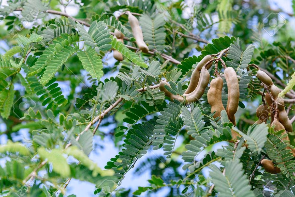 Me (Tamarindus indica) là loài cây bản địa ở Đông Phi và châu Á. Quả me vốn có vị rất chua, nhưng quá trình lai tạo của con người đã tạo ra các giống me cho quả ngọt. Quả me có thể ăn tươi hoặc chế biến thành các món ăn khác nhau.