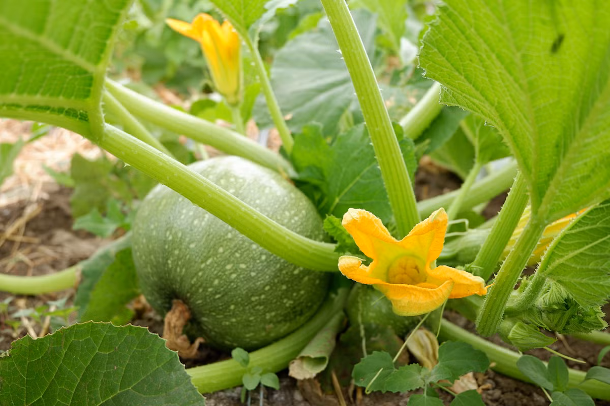 Bí ngô (Cucurbita pepo) có nguồn gốc từ một loài bí mọc dại ở Trung Mỹ, nay đã được đưa đến mọi nơi trên thế giới. Quả bí ngô có hương vị ngọt bùi, được dùng để chế biến các món ăn.
