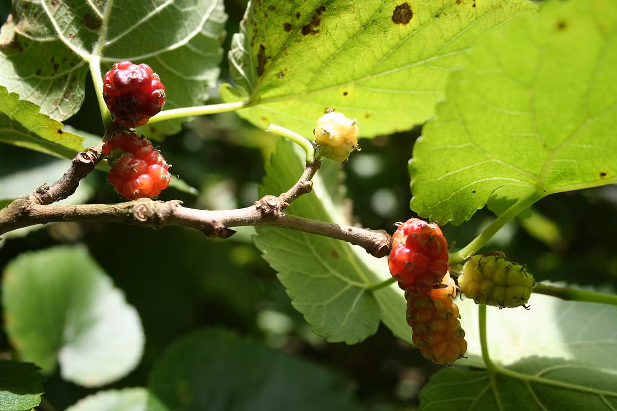 Dâu tằm (Morus nigra) là loài cây gỗ rụng lá bản địa của khu vực Trung Đông. Loài cây này được trồng nhiều để làm cây ăn quả. Quả dâu tằm mọng đỏ, hương vị hấp dẫn.
