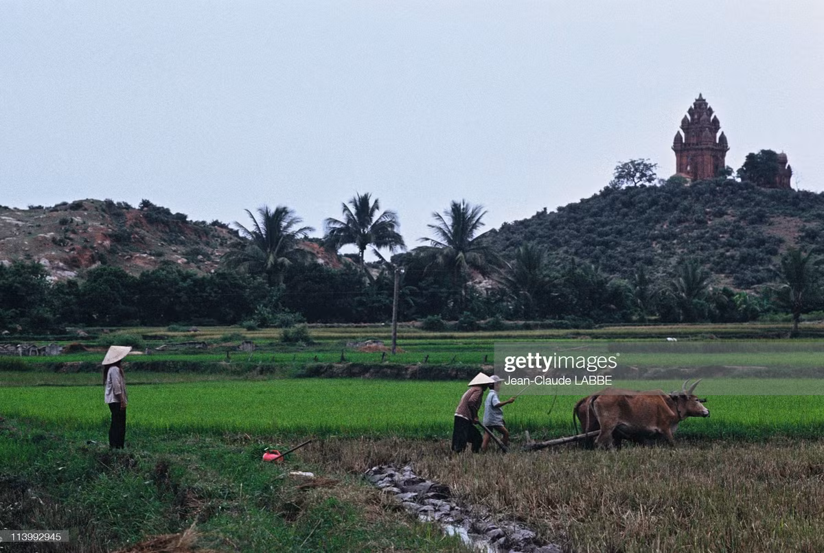 Tháp Chăm Po Klong Garai ở Phan Rang - Tháp Chàm nhìn từ đồng ruộng dưới chân núi.