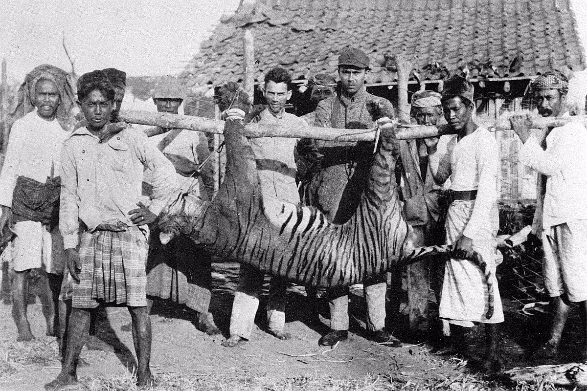 Hổ Bali (Panthera tigris balica) nặng 90-100 kg (nhỏ nhất trong các nòi hổ đã biết), là một nòi hổ đã tuyệt chủng, từng sinh sống trên đảo Bali thuộc Indonesia. Con hổ Bali hoang dã cuối cùng bị giết ở Tây Bali vào năm 1937. Không có một con hổ Bali nào còn sống trong tình trạng nuôi nhốt.