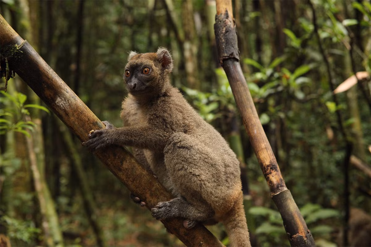Vượn cáo tre lớn (Prolemur simus) dài 40-42 cm, sống ở Đông Nam Madagascar, là một trong những loài vượn cáo hiếm nhất. Chúng chủ yếu ăn lục trúc, loài cây phổ biến trong sinh cảnh.