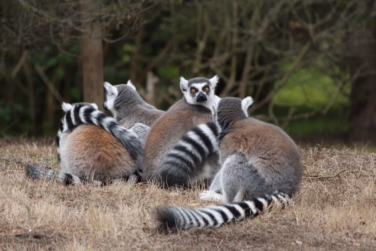 Vượn cáo đuôi vằn (Lemur catta) dài 39-46 cm, thường sống trong các nhóm có số lượng lên đến 25 thành viên. Chúng dành phần lớn thời gian trên mặt đất, thức ăn chủ yếu là quả, thực vật, nhựa vả vỏ cây.