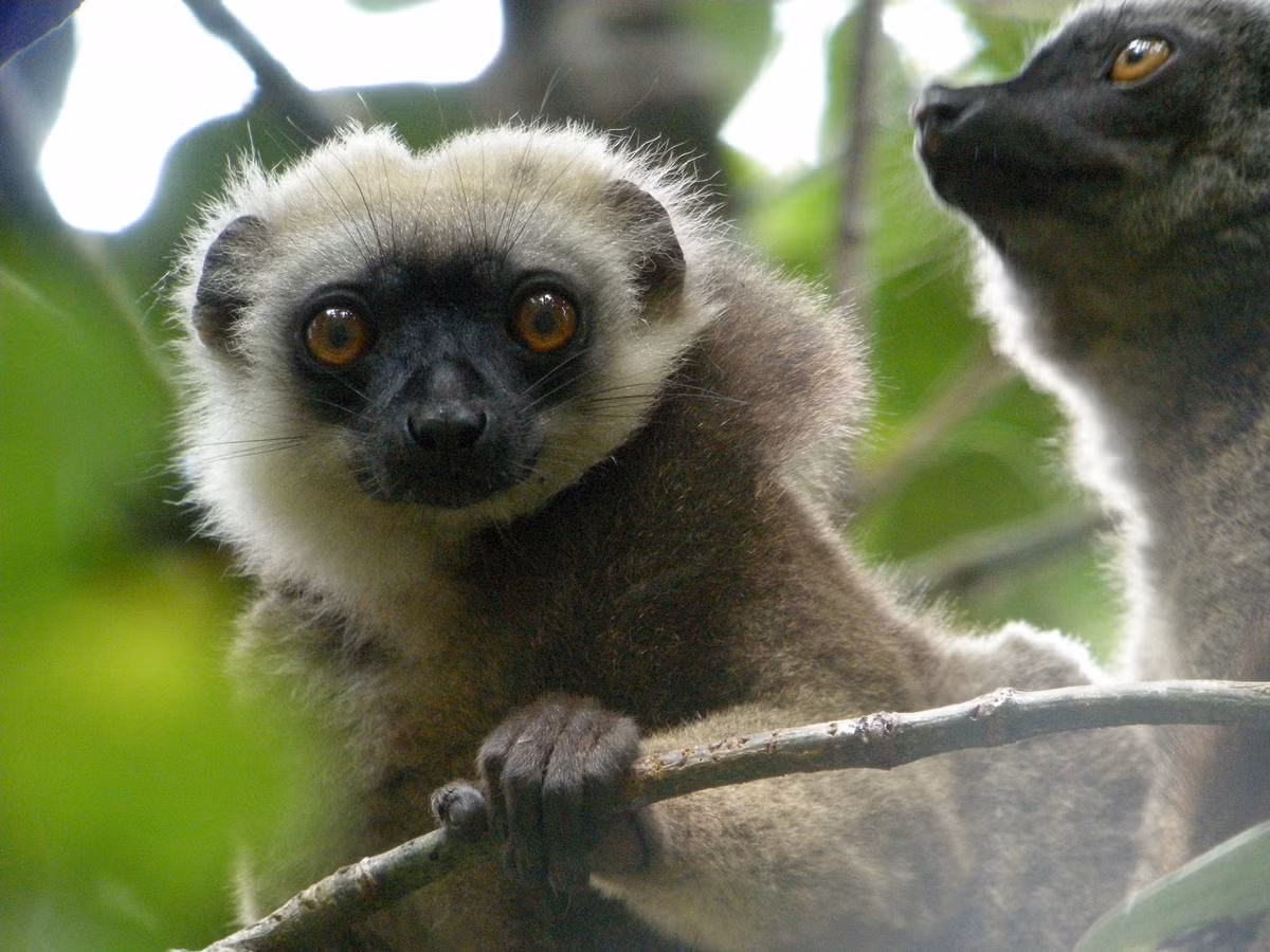 Vượn cáo đầu trắng (Eulemur albifrons) dài 39-42 cm. Là loài lưỡng hình giới tính, chỉ con đực của loài này có mảng lông màu trắng nổi bật quanh bộ mặt đen, mặt con cái màu xám.