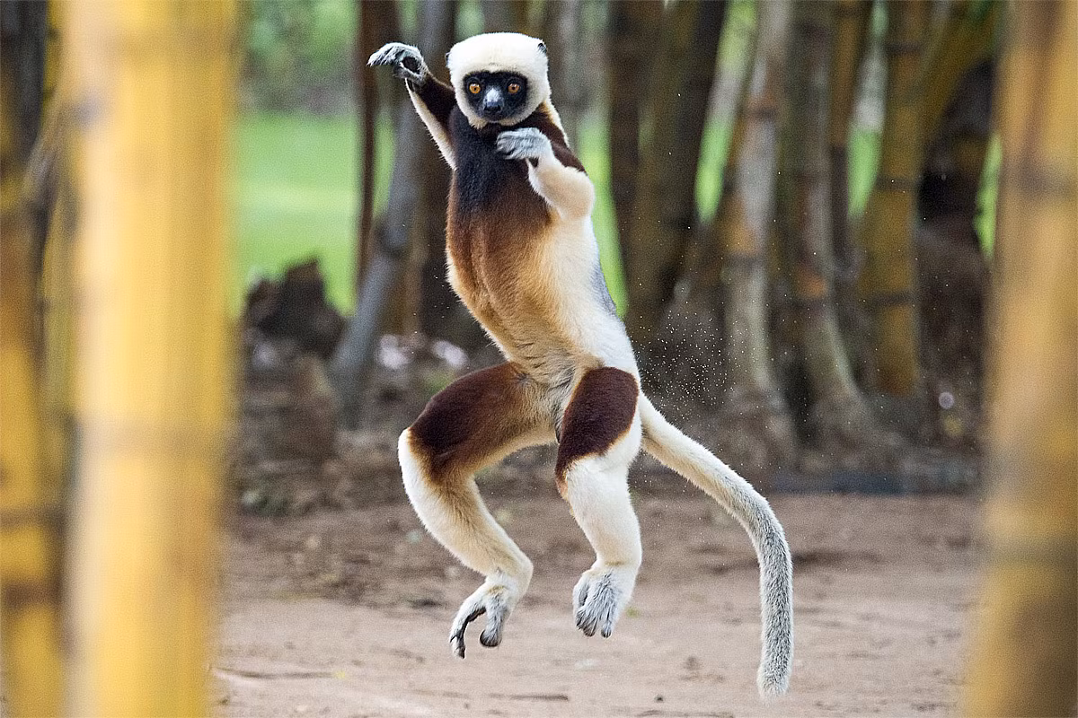 Vượn cáo lông mượt ngực nâu (Propithecus coquereli) dài 42-50 cm. Giống các loài vượn cáo lông mượt họ hàng, chúng băng qua mặt đất trống bằng cách nhảy trên chân sau và dùng cẳng tay giữ thăng bằng.