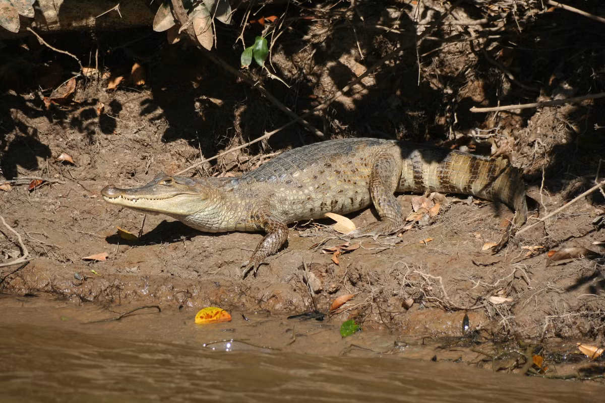 Cá sấu Caiman đeo kính (Caiman crocodilus) dài 2,5 mét, phân bố rộng ở Trung và Nam Mỹ. Loài này ăn nhiều loại con mồi khác nhau. Có lẽ chúng là loài cá sấu duy nhất trú ngụ ở các sinh cảnh nước nhân tạo.