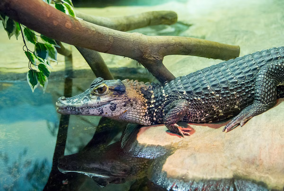 Cá sấu caiman đen (Melanosuchus niger) dài 5 mét, sinh sống ở lưu vực sông Amazon. Là loài cá sấu lớn thứ nhì châu Mỹ (sau cá sấu Orinoco), chúng săn cả cá răng dao piranha và chuột khổng lồ capybara.