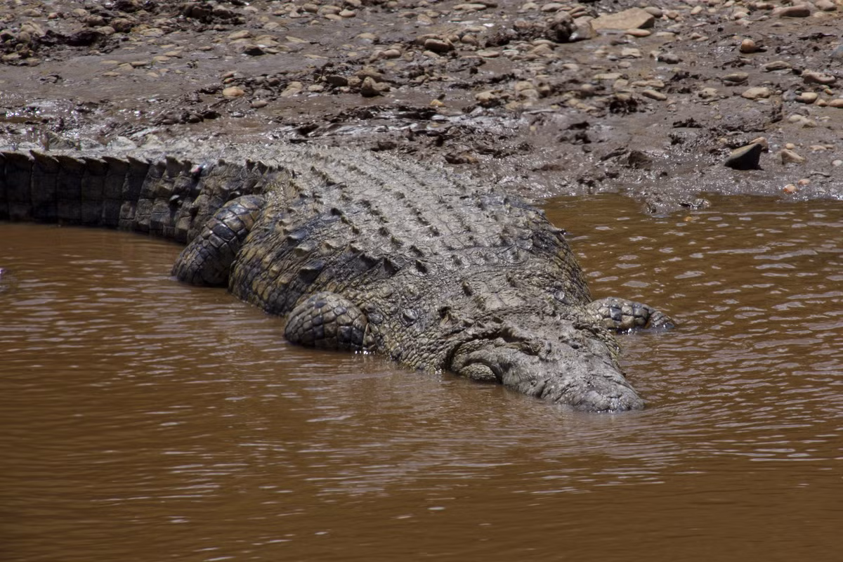 Cá sấu sông Nile (Crocodylus niloticus) dài 5 mét, phân bố rộng ở châu Phi. Loài này chủ yếu sống ở nước ngọt, nhưng cũng được ghi nhận ở vùng ven biển. Thức ăn của chúng đa dạng tùy độ tuổi. Con trưởng thành thường rình rập các loài thú móng guốc lớn.