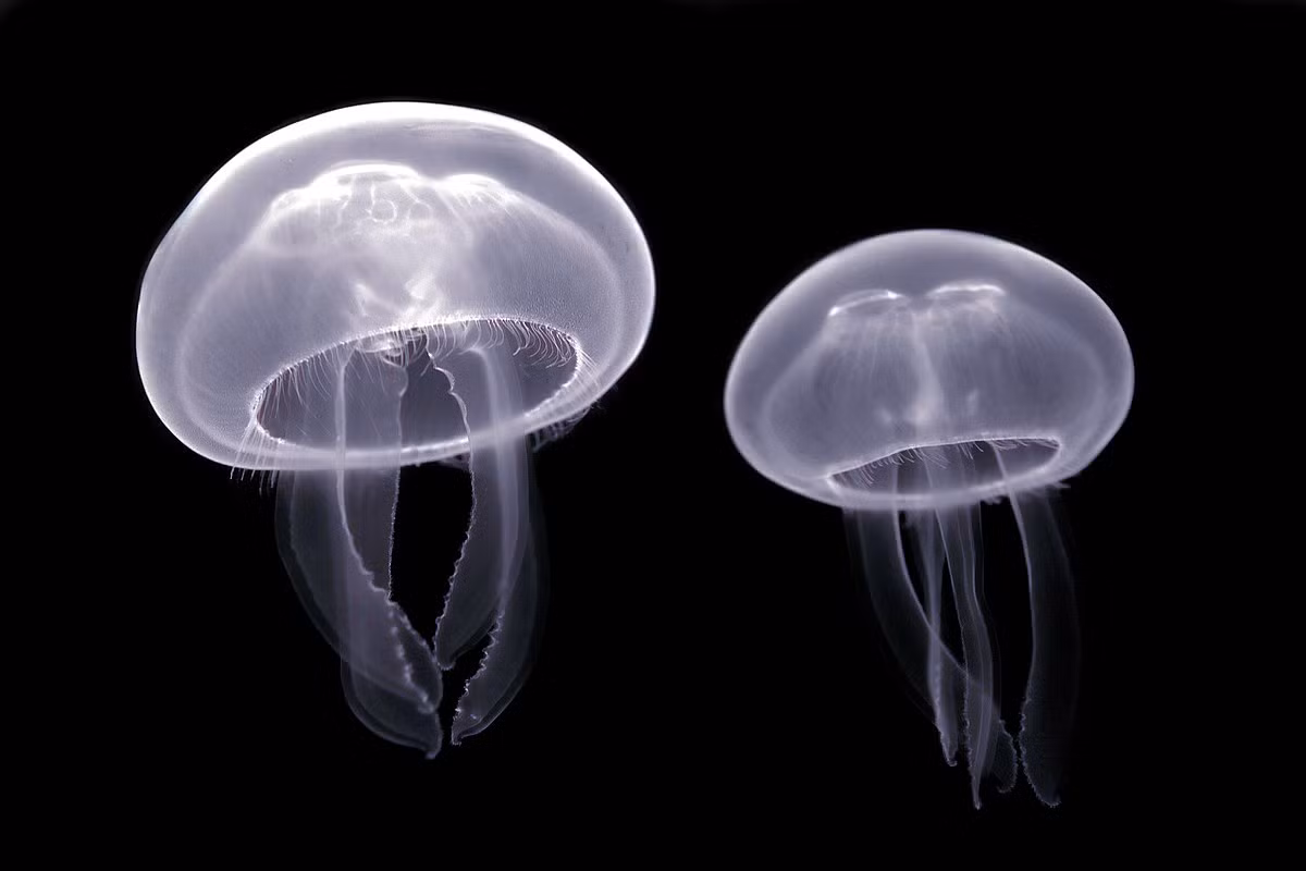 Sứa sen (Aurelia aurita) dài 20-40 cm, phân bố toàn cầu. Chúng có bốn "cánh tay" dài và các xúc tu nhỏ ở rìa. Các cá thể của loài sứa này tụ tập lại để sinh sản gần bờ biển và các polip (chồi) của chúng định cư ở cửa sông.