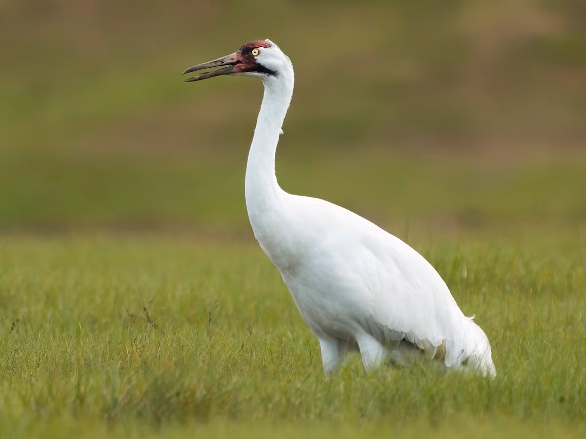 Sếu Mỹ (Grus americana) dài 1-1,3 mét, phân bố ở Bắc Mỹ. Loài sếu nguy cấp này chỉ còn vài trăm cá thể sinh sống trong điều kiện hoang dã.