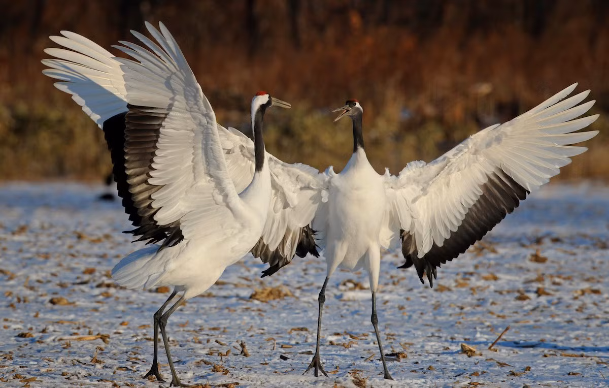 Sếu Nhật Bản (Grus japonensis) dài 1,4-1,5 mét, trú đông ở Đông Á, sinh sản ở Siberia. Là loài sếu nặng nhất, chúng có đầu trọc màu đỏ giống các loài tương cận. Số lượng cá thể của loài này đang suy giảm mạnh trong tự nhiên.