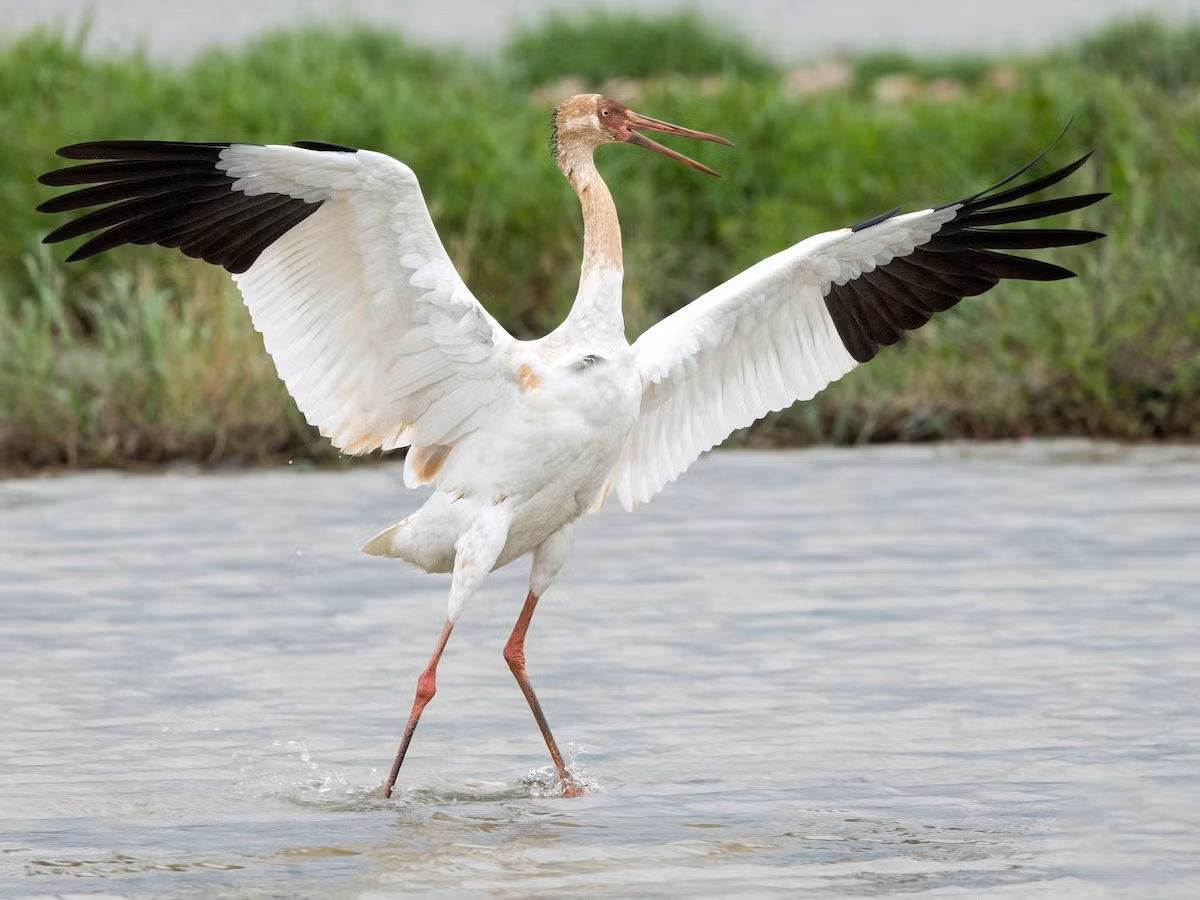 Sếu Siberia (Grus leucogeranus) dài 110-130 cm, sinh sản ở Siberia, trú đông ở Trung Quốc và Trung Á. Đây là loài nguy cấp thứ hai trong họ Sếu, với số lượng không quá 4.000 cá thể trong tự nhiên.