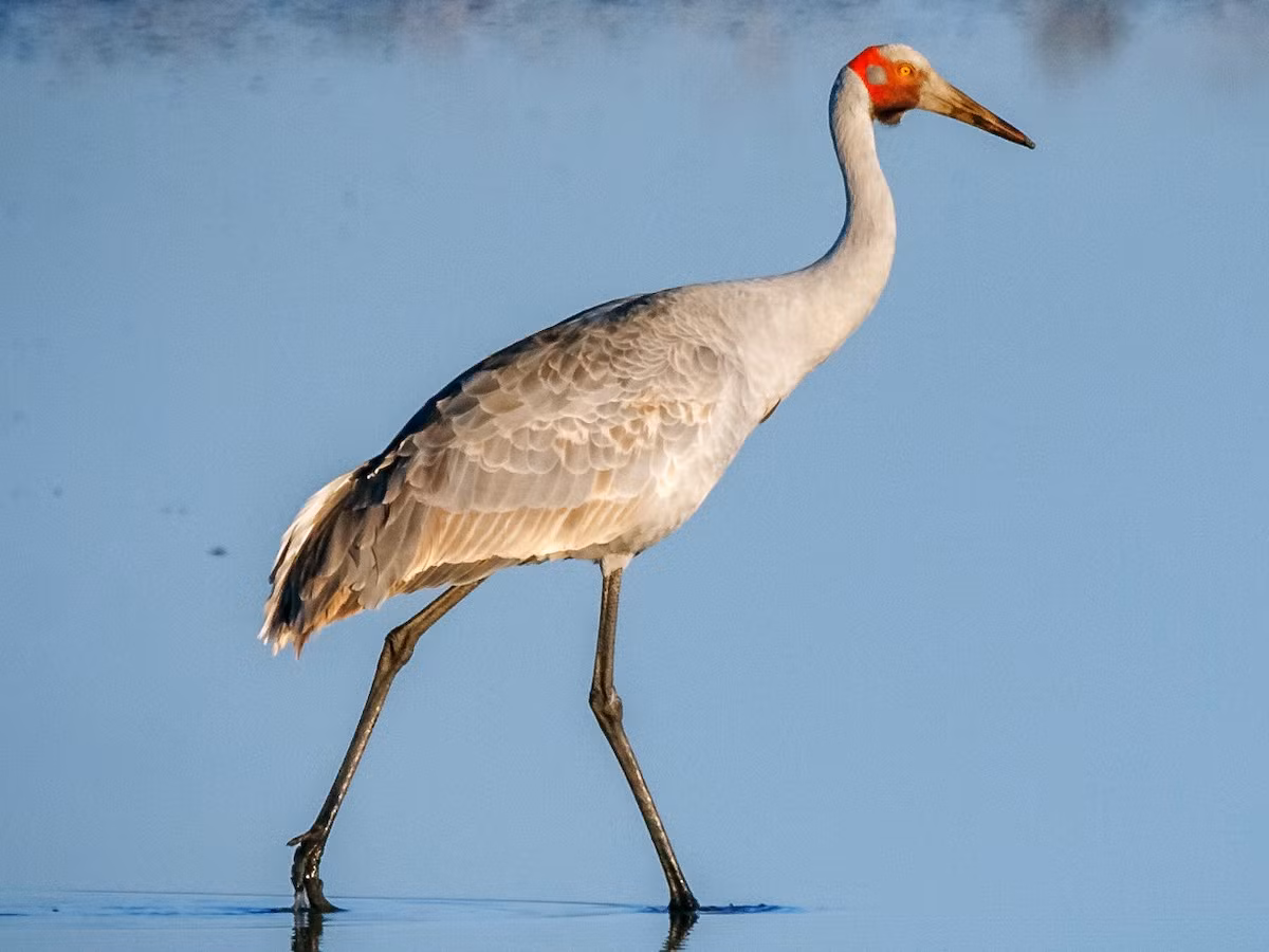 Sếu Brolga (Grus rubicunda) dài 1-1,2 mét, phân bố ở Australia. Loài sếu này có cái đầu trọc màu đỏ và túi cổ màu đen. Như các loài họ hàng gần, chúng thực hiện màn trình diễn nhảy ve vãn rất ngoạn mục. Ảnh: eBird.