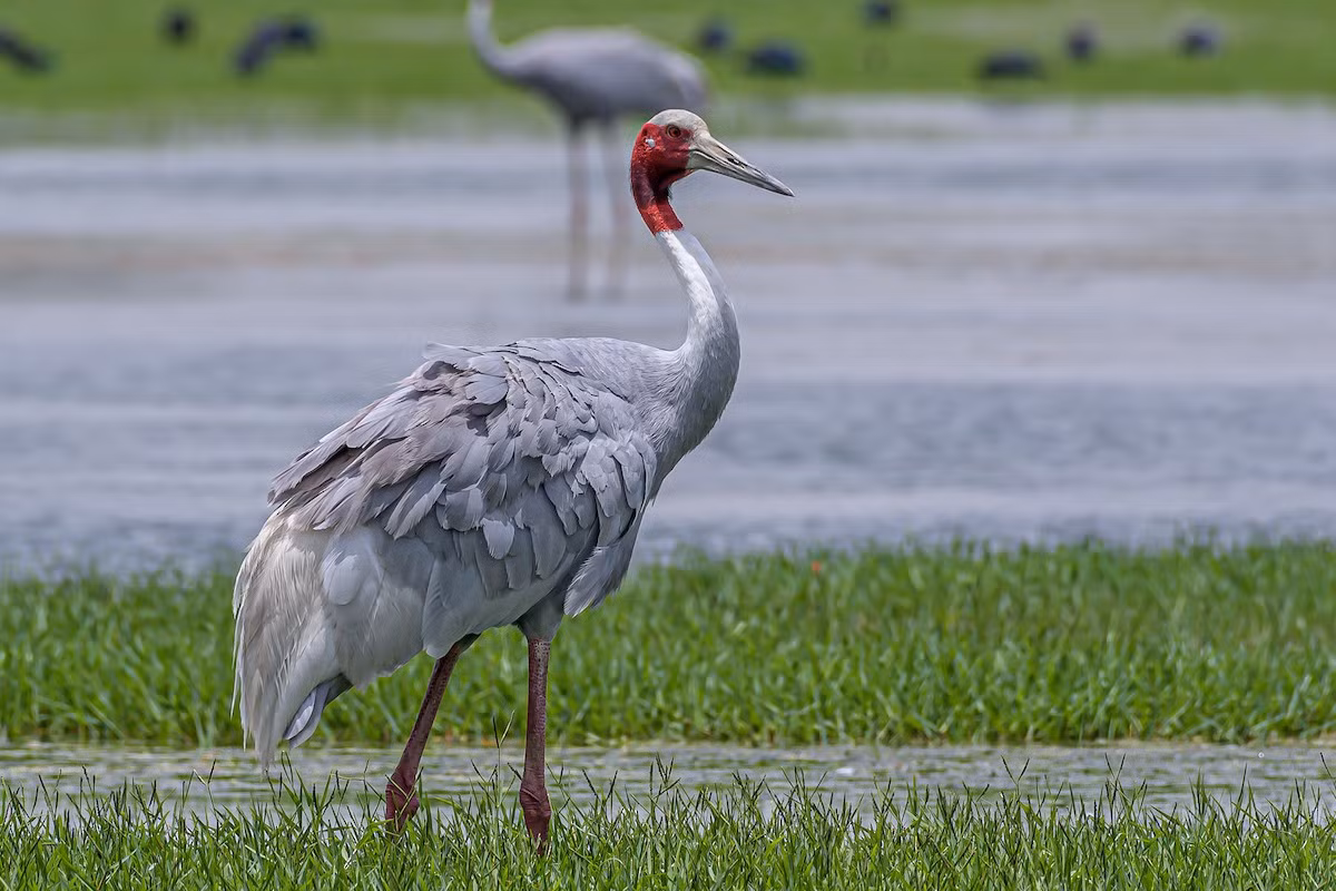Sếu Sarus (Grus antigone) dài 1,2-1,4 mét, là loài sếu không trú đông, phân bố từ tiểu lục địa Ấn Độ, Đông Nam Á đến Australia. Khi đứng thẳng loài này cao đến 1,8 mét, cao nhất trong các loài chim bay được. Sếu đầu đỏ quý hiếm của Việt Nam là một phân loài của chúng (Grus antigone sharpii).