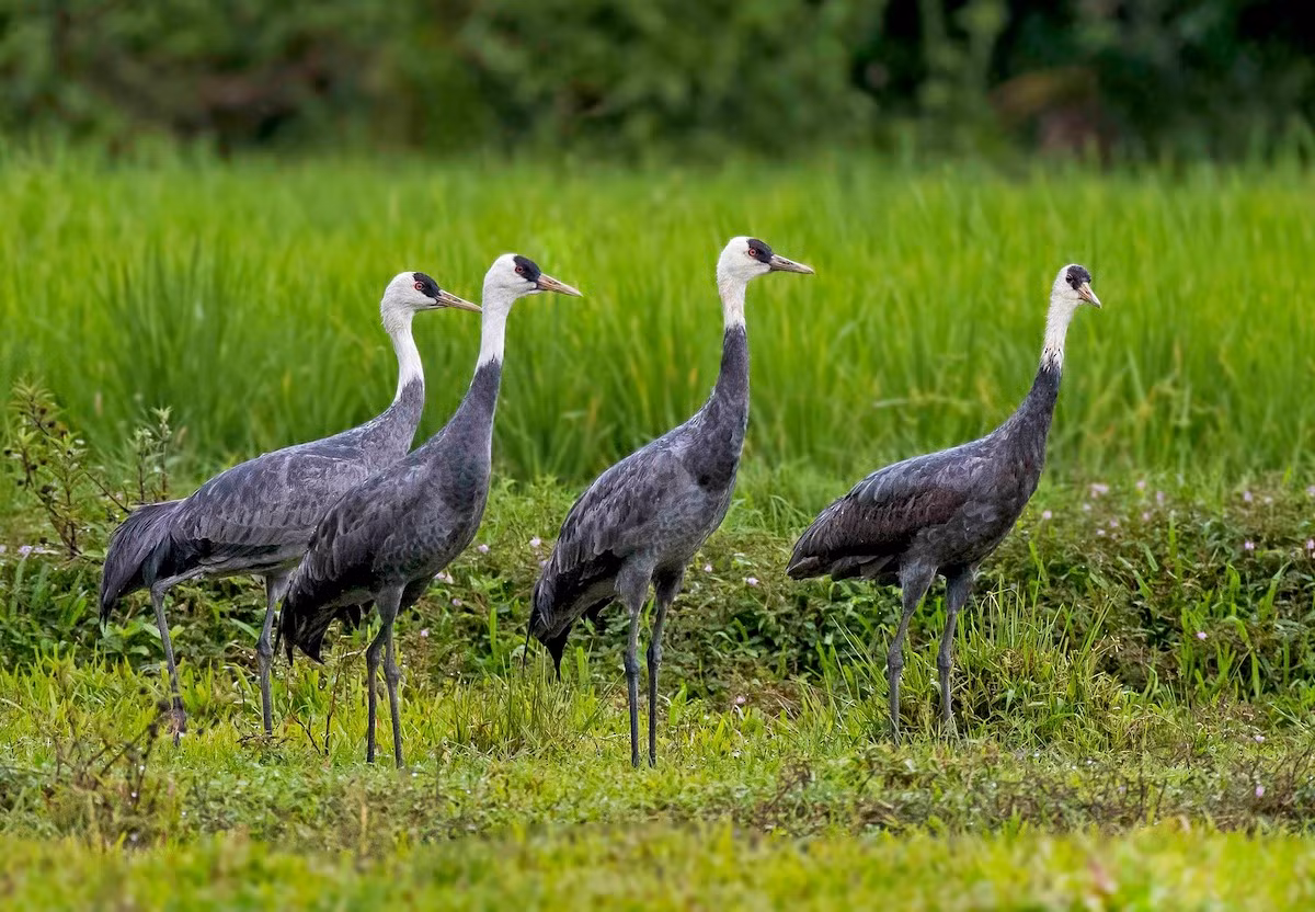 Sếu mũ trùm (Grus monacha) dài 1 mét, sinh sản ở Đông Siberia, trú đông tại Trung Quốc, Triều Tiên và miền Nam Nhật Bản. Chúng có màu sắc dễ nhận biết với thân xám, đầu và phần trên cổ màu trắng, trên mắt có mảng da trụi màu xám.