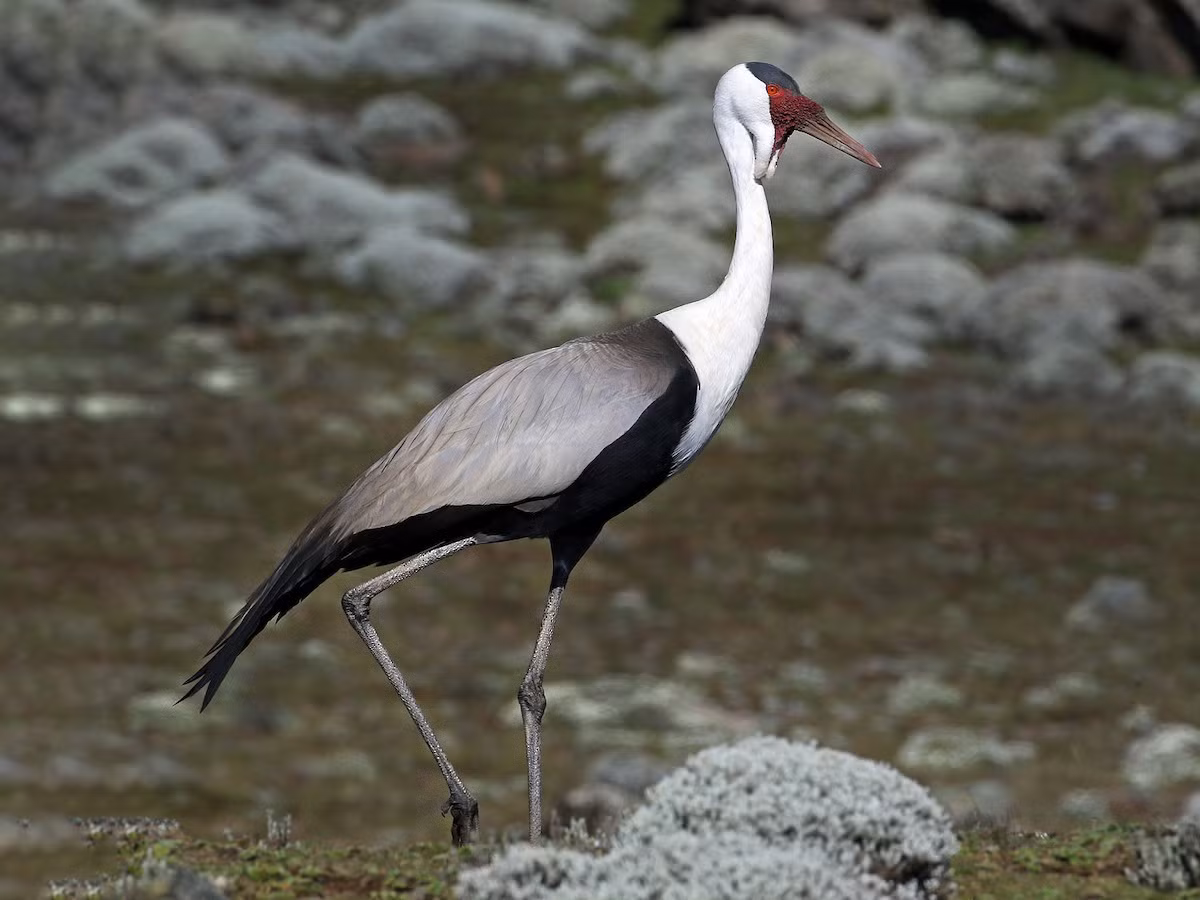 Sếu yếm thịt (Bugeranus carunculatus) dài 1,1-1,4 mét, được tìm thấy ở Châu Phi, phía Nam sa mạc Sahara. Là loài lớn thứ hai trong họ Sếu (chỉ sau sếu Nhật Bản), chúng có yếm thịt đặc trưng dưới mỏ.