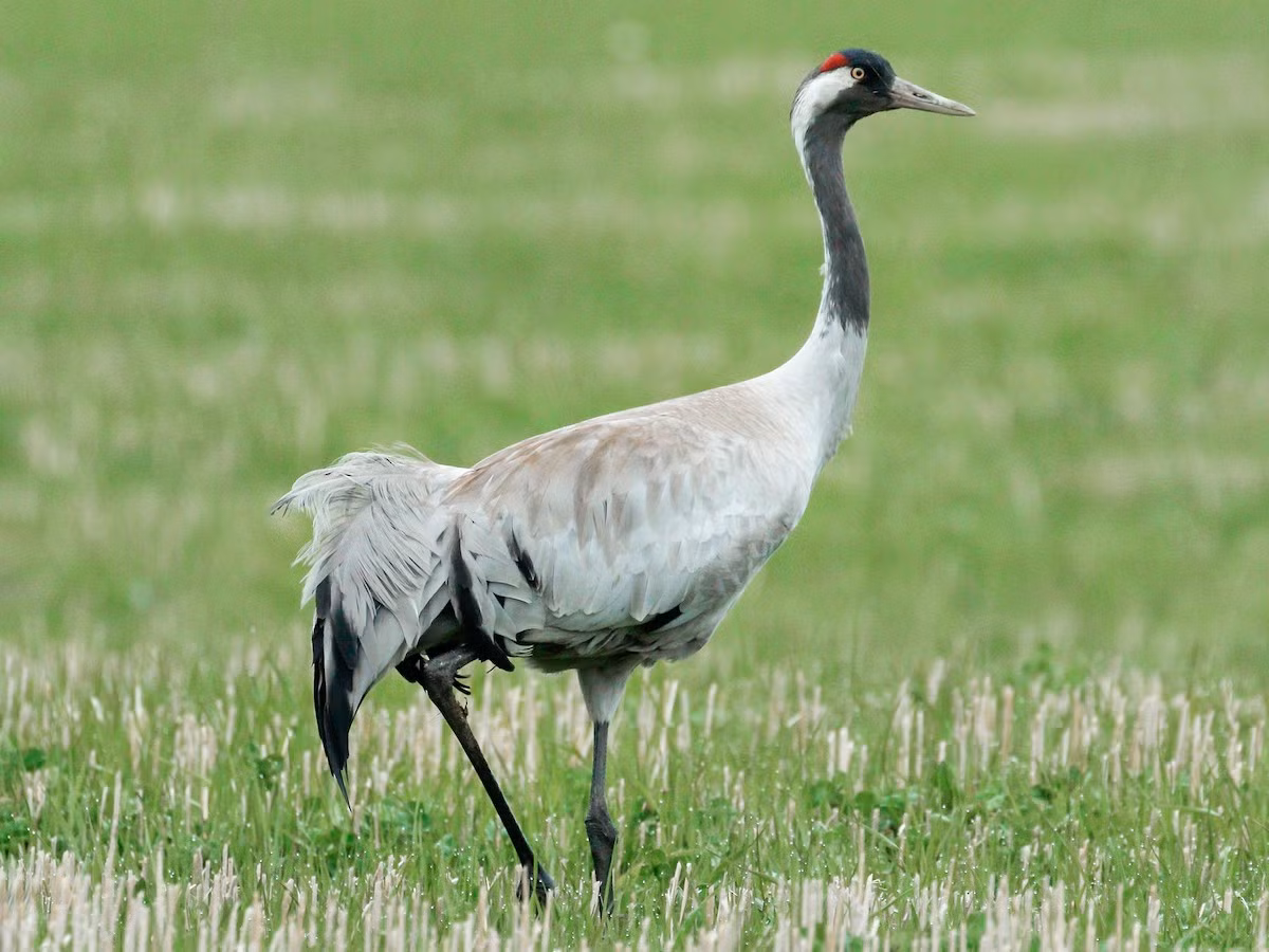 Sếu xám tro (Grus grus) dài 1,1-1,2 mét, sinh sản ở lục địa Á - Âu, di trú đến Bắc Phi và Nam Á. Loài này thường được nhìn thấy ở các đầm lầy, bãi hoang và lãnh nguyên. Chúng bay theo đội hình chữ V khi di trú.