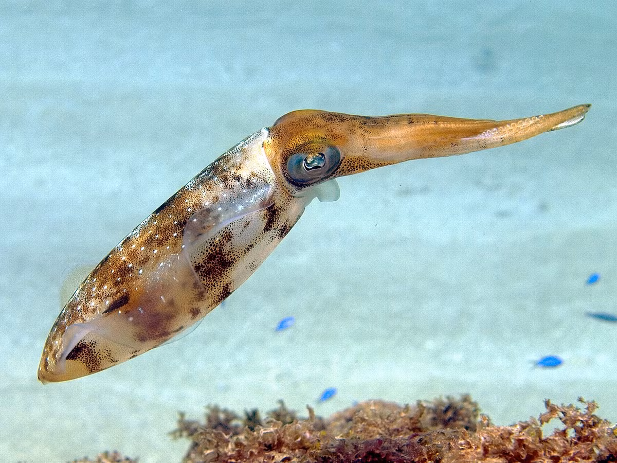 Mực rạn san hô Caribbean (Sepioteuthis sepioidea) dài 12-20 cm, được tìm thấy trên khắp vùng biển Caribbean cũng như ngoài khơi bờ biển Florida. Là một trong 6 loài mực bay, chúng có thể đẩy mình lên khỏi mặt nước khoảng 2 mét và bay khoảng 10 mét trước khi lao xuống nước.