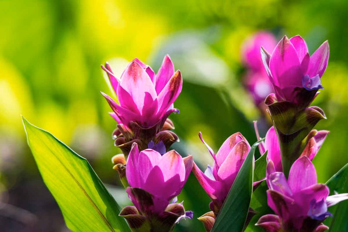 Tulip Thái Lan (Curcuma alismaefolia) cao 80 cm, là cây bản địa của Lào, Campuchia và Thái Lan. Chúng được trồng làm cảnh và cũng được bán như một loại hoa cắt cành.