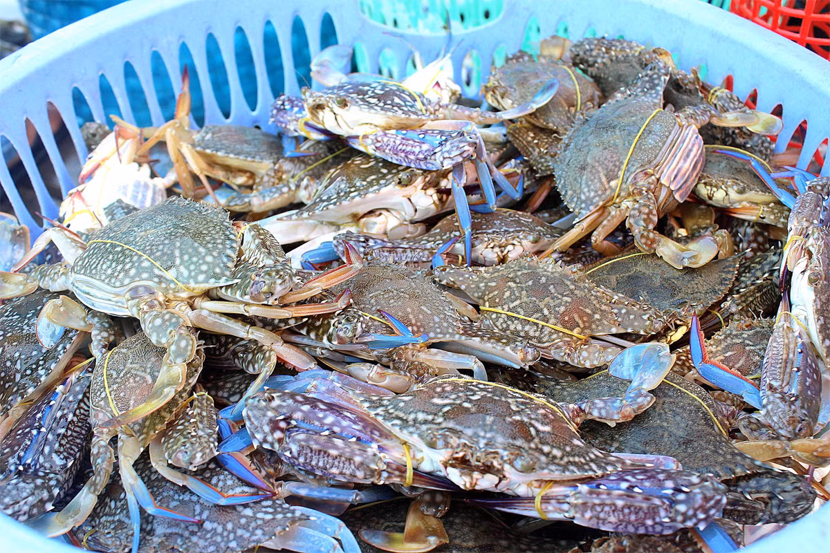 Ghẹ xanh (Portunus pelagicus) dài 5-7 cm, ưa thích các bờ biển cát hay bùn khu vực Ấn Độ Dương - Thái Bình Dương. Giống như các họ hàng, loài cua bơi này săn mồi là động vật không xương sống khác. Con non của chúng sống ở vùng gian triều.