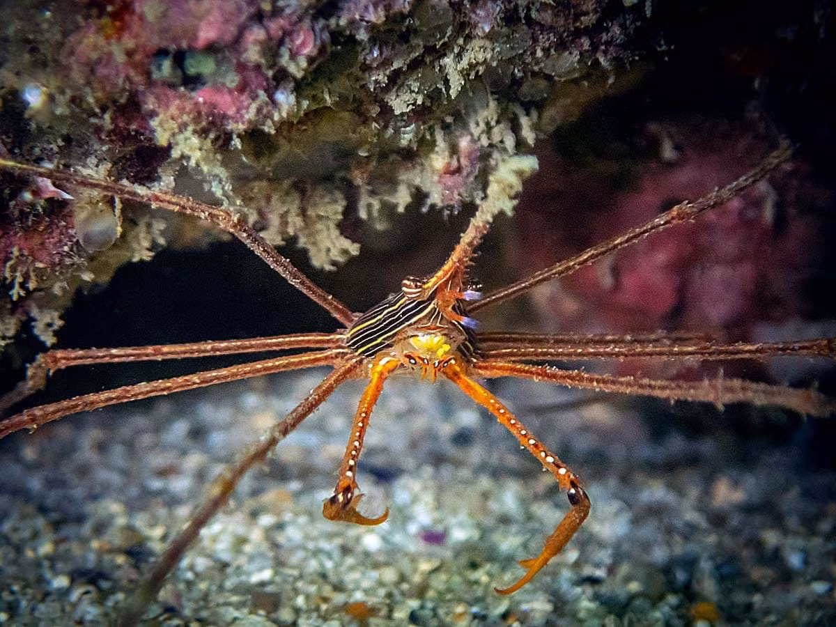 Cua đầu gai Panama (Stenorhynchus debilis)dài 1-3 cm, được ghi nhận ở Đông Thái Bình Dương. Loài cua nhện nhỏ này có "mũi" dài, cuống mắt và đầu có gai. Chúng cư ngụ ở rạn san hô, chuyên ăn xác thối.