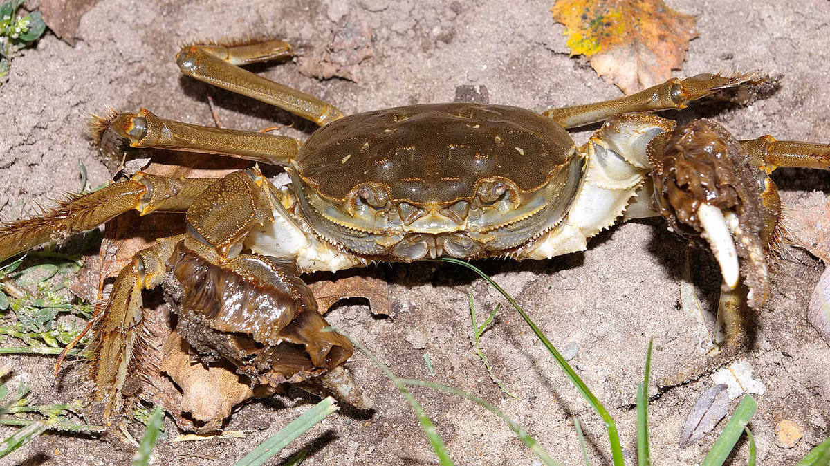 Cà ra (Eriocheir sinensis) dài 5- 6 cm, có nguồn gốc ở Đông Á. Loài này được nhận dạng nhờ cặp càng có lông mịn bao phủ. Chúng đã được đưa vào Bắc Mỹ và châu Âu, trở thành loài xâm hại ở các khu vực này.