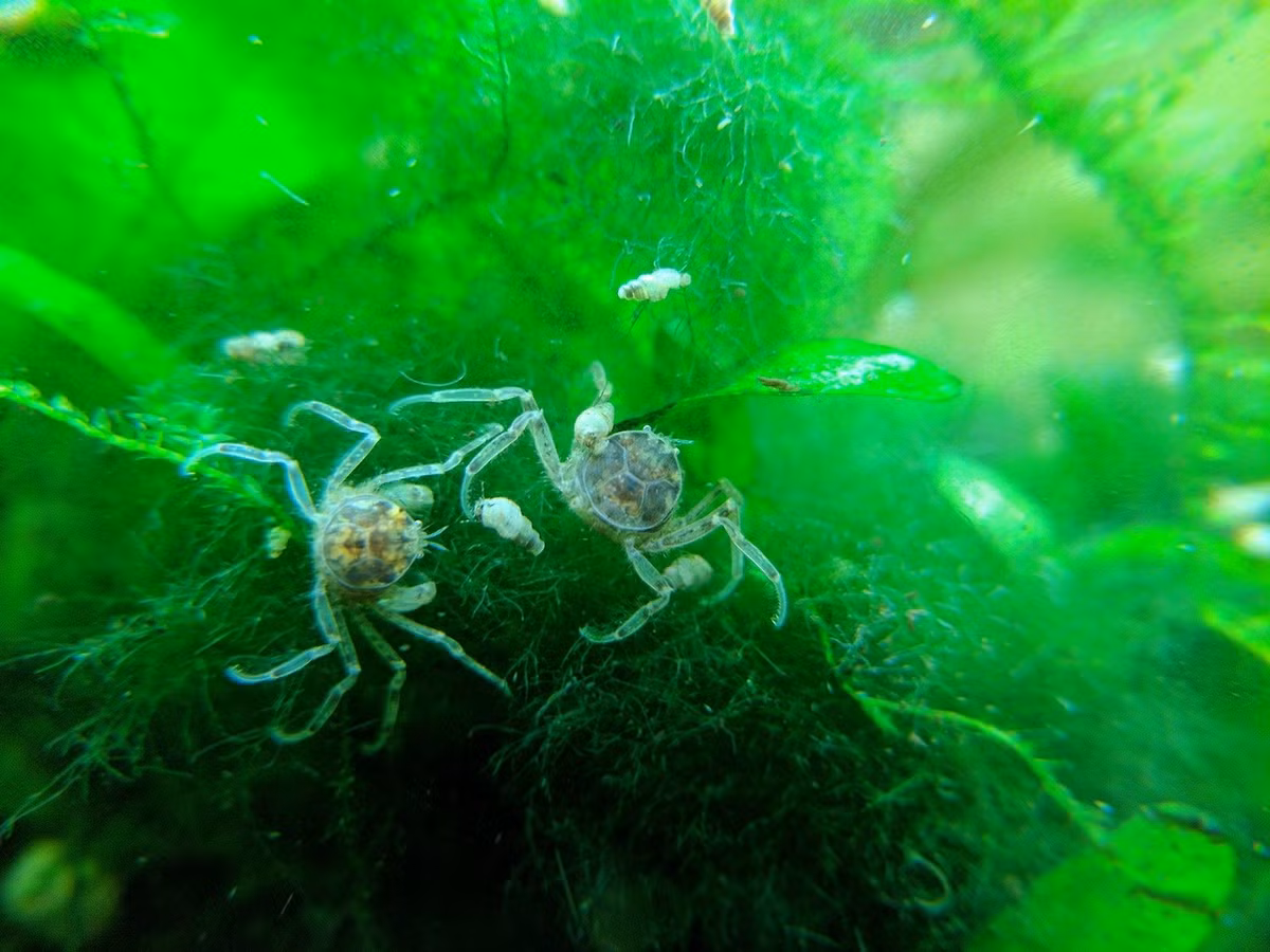 Cua nhện Thái Lan hay cua nhện tý hon (Limnopilos naiyanetri) dài 1 cm, là loài cua bản địa Đông Nam Á. Có kích cỡ nhỏ và dễ sống trong điều kiện nhân tạo, chúng đã trở thành sinh vật cảnh được ưa chuộng trong các bể thủy sinh.