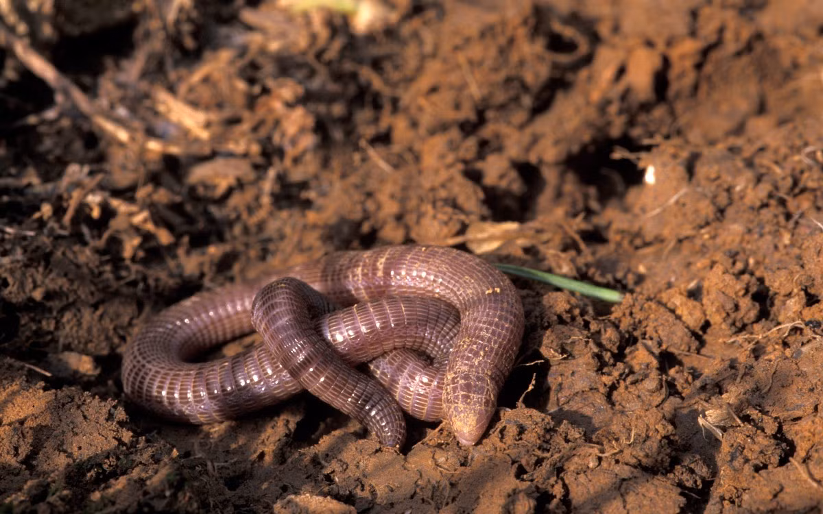 Thằn lằn giun châu Âu (Blanus cinereus) dài 17 cm, được tìm thấy ở Tây Ban Nha và Morocco. Hiếm khi được nhìn thấy trên mặt đất, chúng sục sạo dưới thảm lá rụng để kiếm thức ăn, thường là kiến.