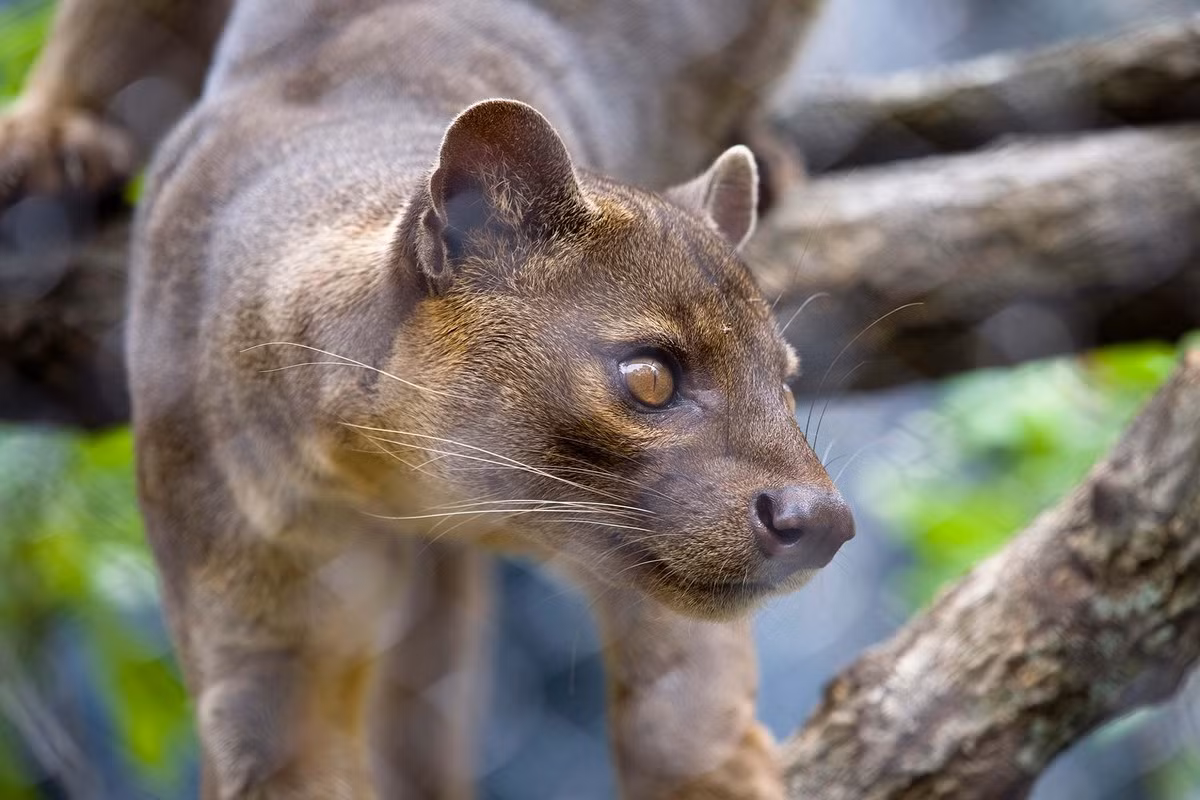 Khi được nuôi nhốt, fossa có tính cách tương đối ôn hòa, đôi khi cho người nuôi vuốt ve. Một số con đực trưởng thành khá hung hăng, có thể cố gắng cắn trả.