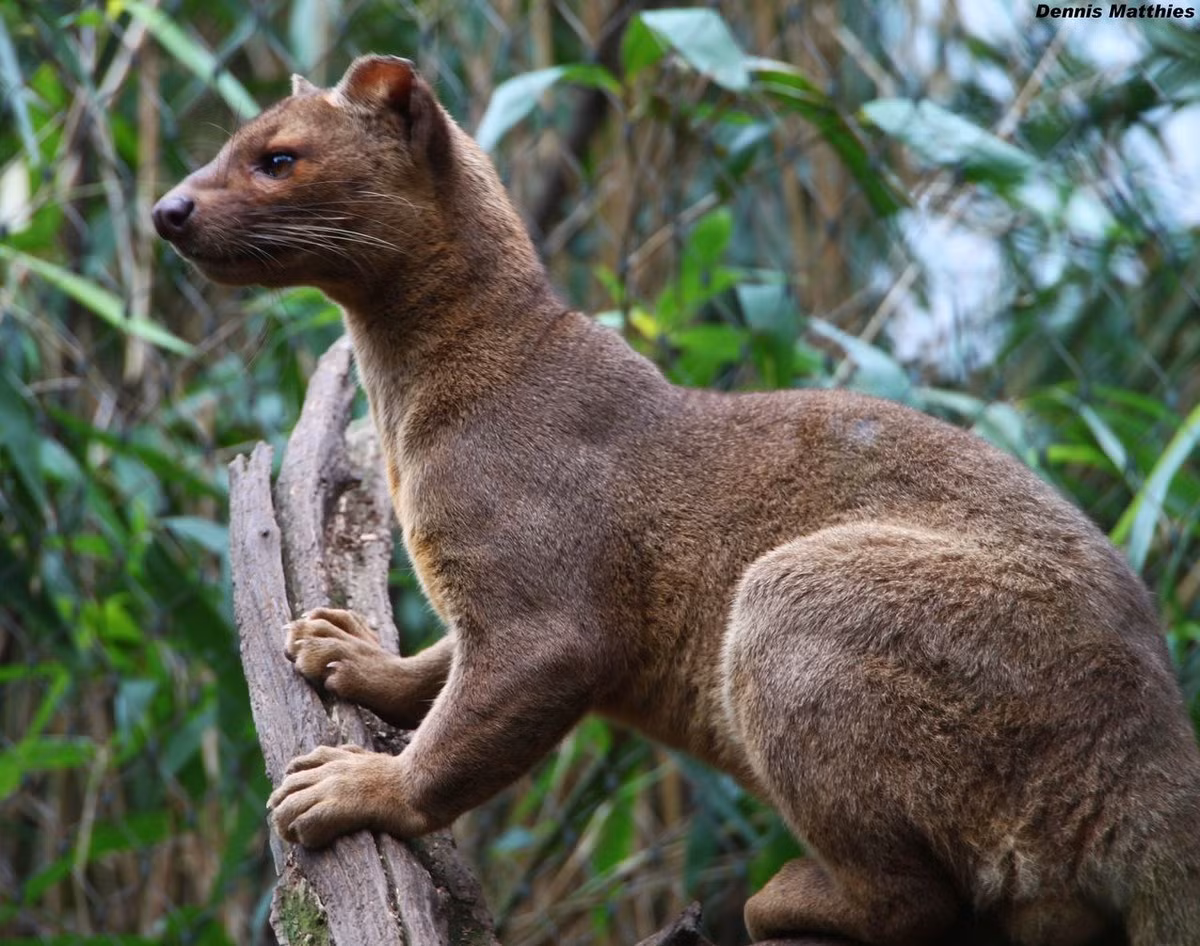  Fossa hay cầy báo (Cryptoprocta ferox) là một loài thú ăn thịt đứng đầu chuỗi thức ăn ở Madagascar, hòn đảo sở hữu hệ động vật đặc sắc hình thành từ quá trình tiến hóa độc lập do sự tách biệt về địa lý với các khu vực khác.