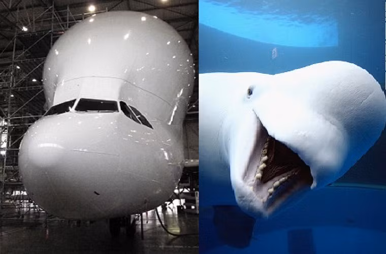 Có một sự giống nhau kỳ lạ giữa máy bay Beluga và chú cá heo lưng bướu.