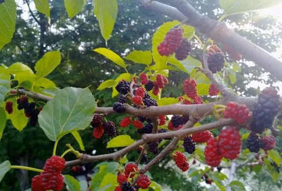'Nam cay vao nha thi nha ngheo, nha tan', do la nam cay nao?