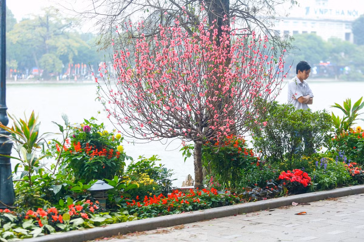 Ho Hoan Kiem ruc ro sac hoa xuan-Hinh-5