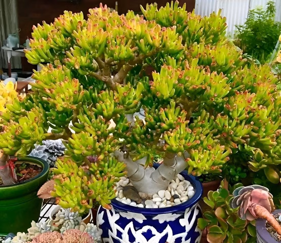 6 cay canh xu xi la bao boi cua nha giau, giup duoi ta khi-Hinh-14