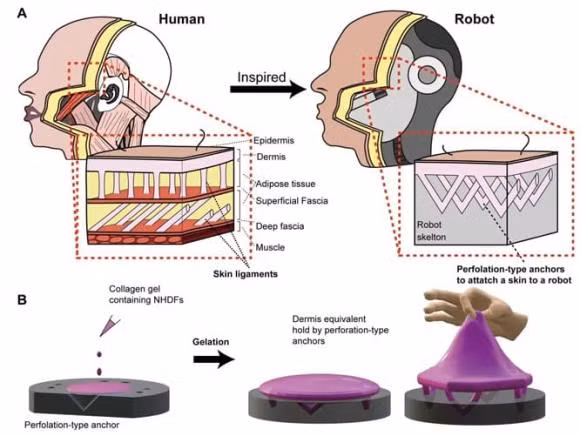 Cong nghe moi 'rung ron' cua Nhat: Robot co khuon mat da nguoi song-Hinh-3