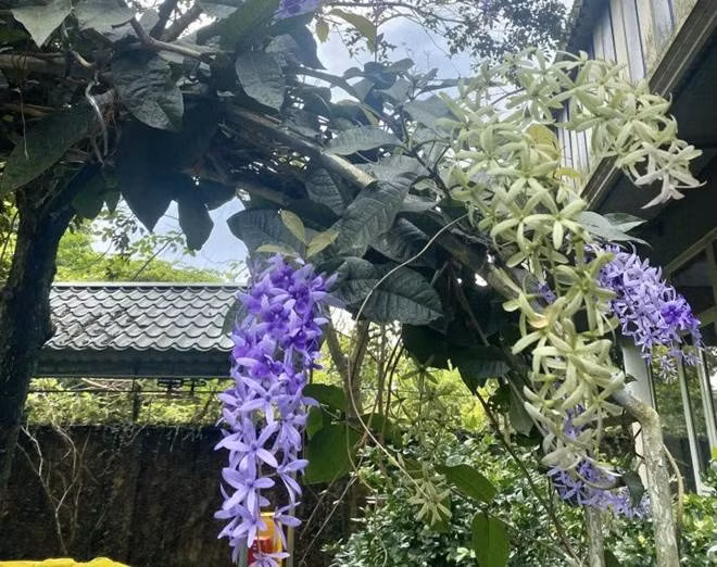 Vòm hoa tím rủ xuống trước hiên nhà, làm cho không gian sống của NSND Thanh Hoa thêm phần lãng mạn và thơ mộng.