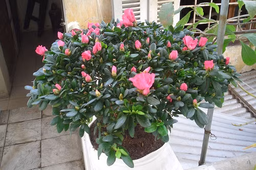 3. Hoa đỗ quyên: Loại cây này cũng dễ sống, hoa lá nhiều và có gai. Đỗ quyên không chỉ có tác dụng hóa giải những hình khí xấu nơi ban công mà còn có tác dụng mang đến nhiều vận may cho gia chủ.