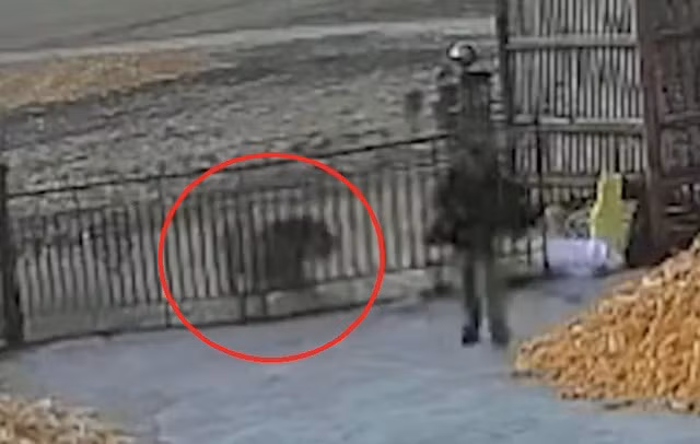 Ho du cao cua dinh xong vao nha tan cong nguoi