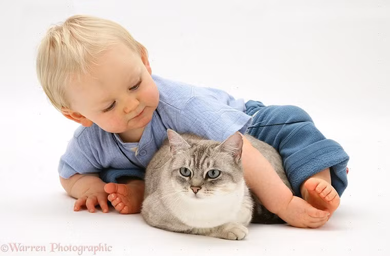 Chút tò mò về "cô bạn mèo bé nhỏ"